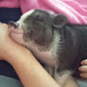 Meet your Posher, Daniel